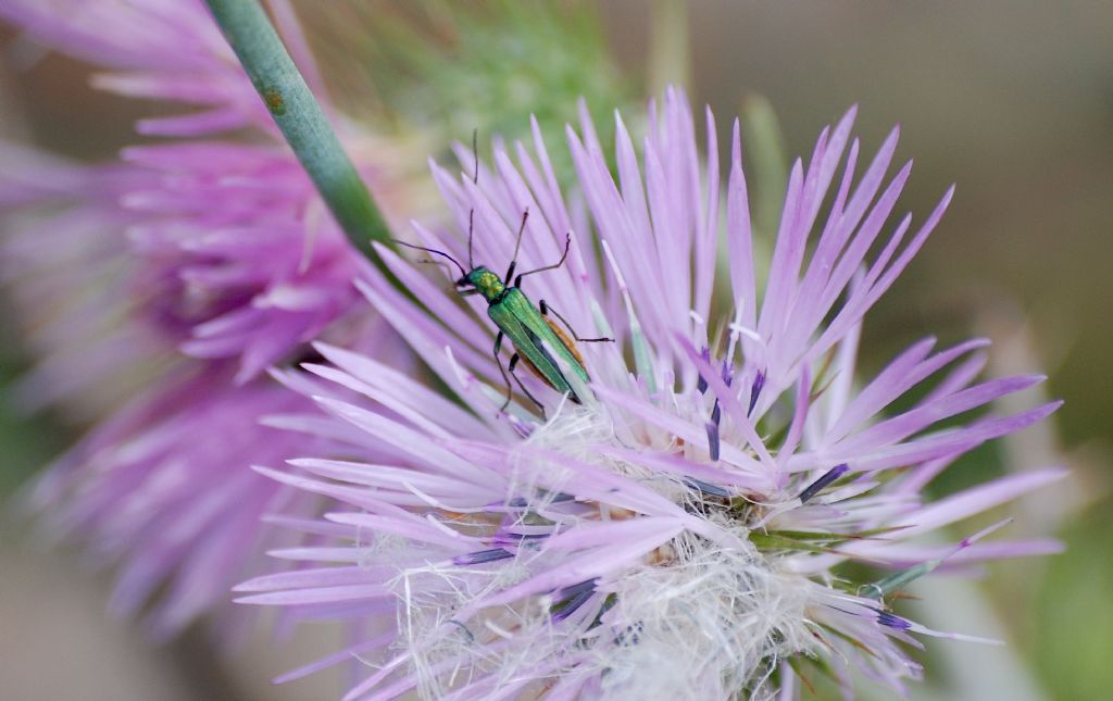 Oedemera nobilis